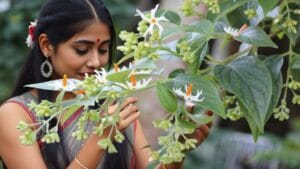 Medicinal Plant Siuly