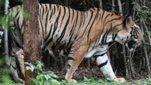 Tiger Spotted in Jharkhand