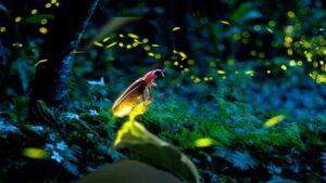 Firefly